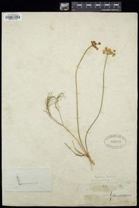 Lomatium farinosum image