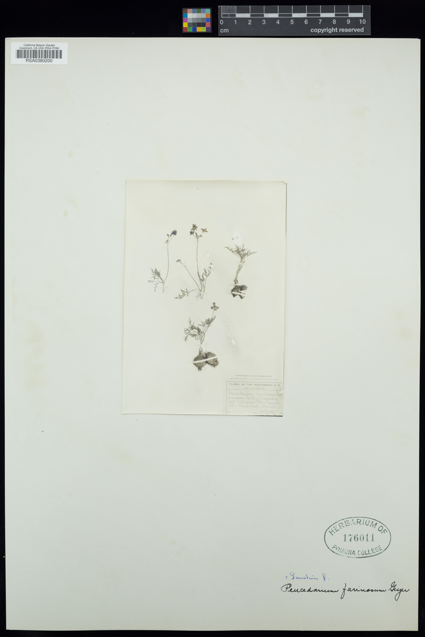 Lomatium farinosum image