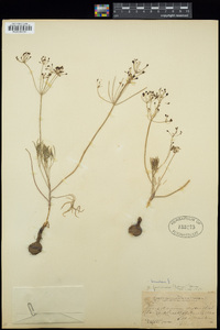 Lomatium farinosum image