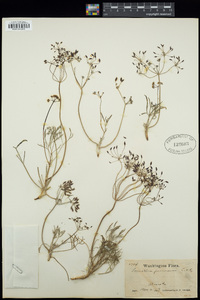 Lomatium farinosum image