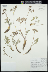 Lomatium foeniculaceum image