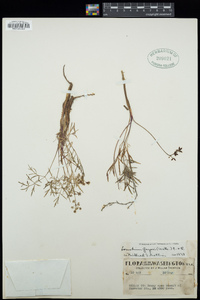 Lomatium geyeri image