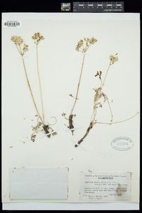 Lomatium geyeri image