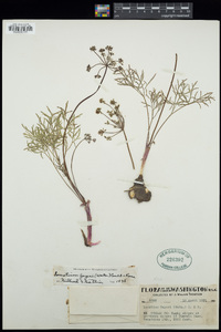 Lomatium geyeri image