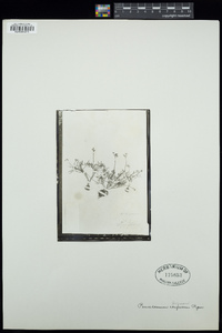 Lomatium gormanii image
