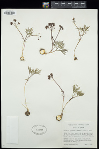 Lomatium gormanii image