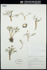 Lomatium gormanii image