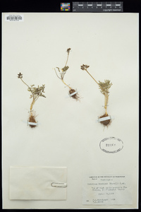 Lomatium gormanii image