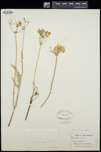 Lomatium nevadense var. parishii image