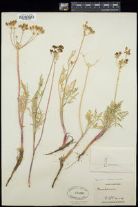 Lomatium nevadense var. parishii image