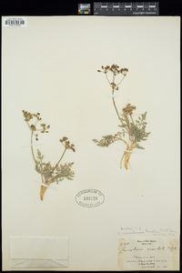 Lomatium nevadense image