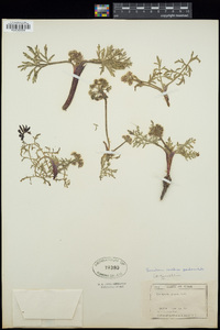 Lomatium nevadense var. parishii image