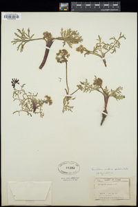 Lomatium nevadense image