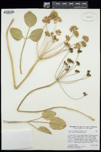 Lomatium nudicaule image