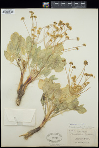 Lomatium nudicaule image