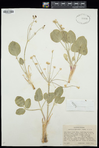 Lomatium nudicaule image