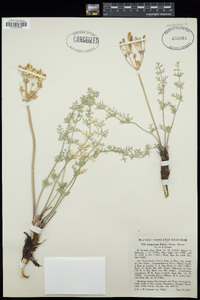 Lomatium parryi image