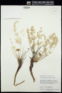 Lomatium parryi image