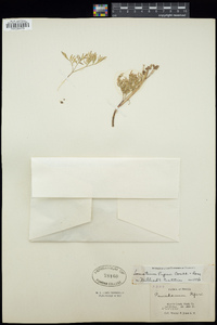 Lomatium piperi image