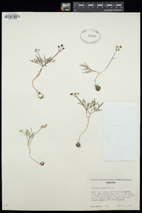 Lomatium piperi image