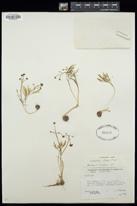 Lomatium piperi image