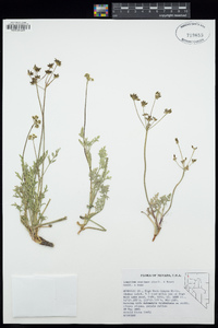 Lomatium austiniae image