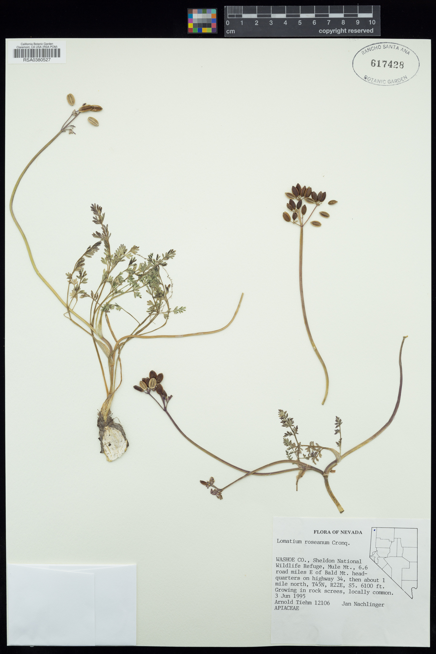 Lomatium roseanum image