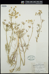 Lomatium salmoniflorum image