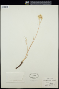 Lomatium simplex image