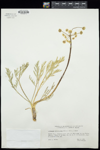 Lomatium utriculatum image