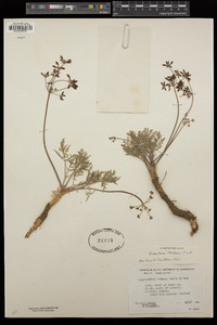 Lomatium watsonii image