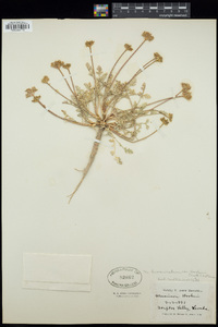 Musineon divaricatum var. hookeri image