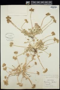 Musineon divaricatum var. hookeri image