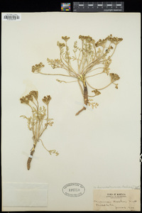 Musineon divaricatum var. hookeri image