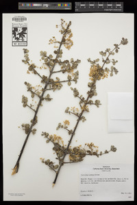 Ceanothus greggii var. vestitus image