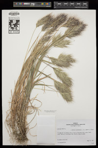 Bromus rubens image