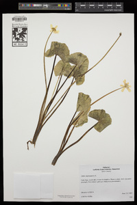 Caltha leptosepala image