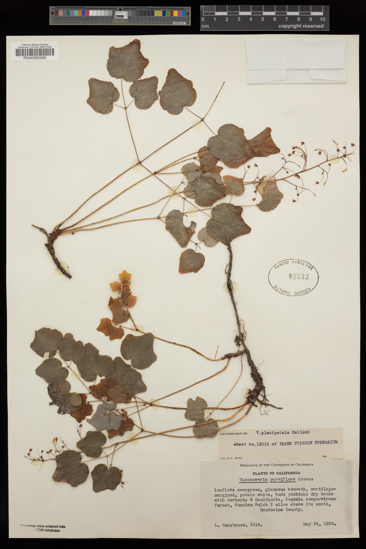 Vancouveria parviflora image