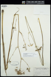 Tiedemannia filiformis image