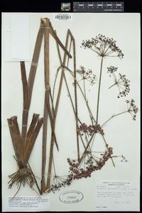 Tiedemannia filiformis subsp. greenmannii image