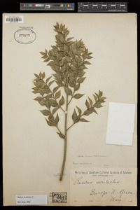 Ruscus aculeatus image