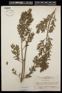 Ruscus aculeatus image