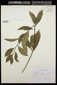 Ruscus hypoglossum image