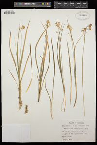 Camassia scilloides image