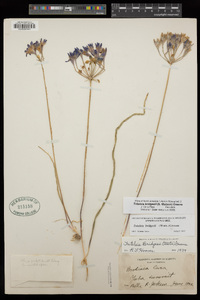 Triteleia bridgesii image