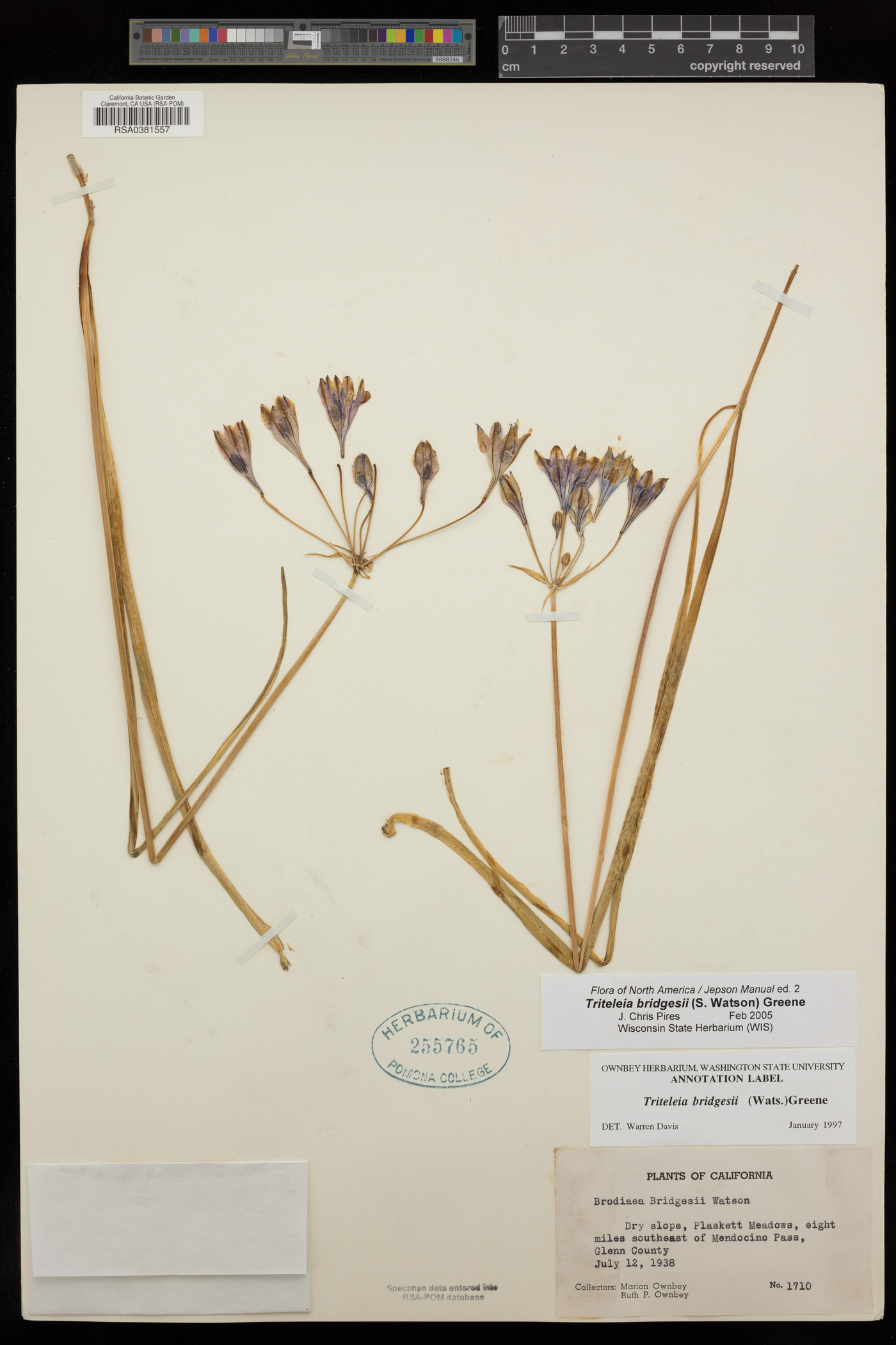 Triteleia bridgesii image