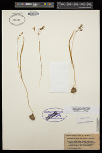 Triteleia ixioides subsp. scabra image