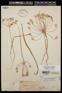 Triteleia ixioides subsp. scabra image