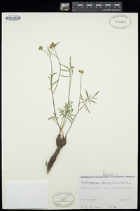 Pseudocymopterus montanus image