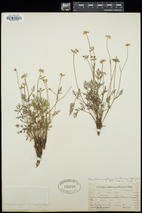 Pseudocymopterus montanus image